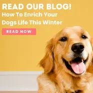 How To Enrich Your Dogs Life This Winter