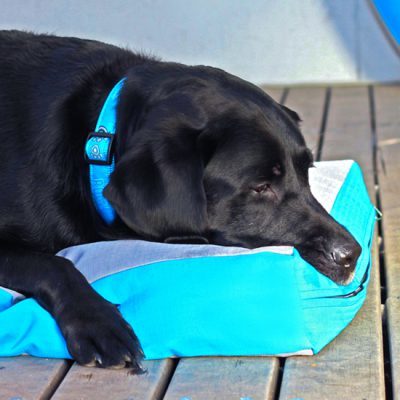 Buy Rogz Flat Spice Dog Bed - Turquoise Paws The Vet Shed