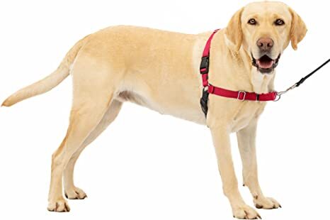 gentle leader dog harness