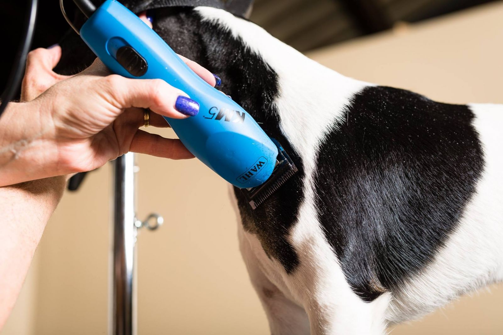 grooming your dog with clippers