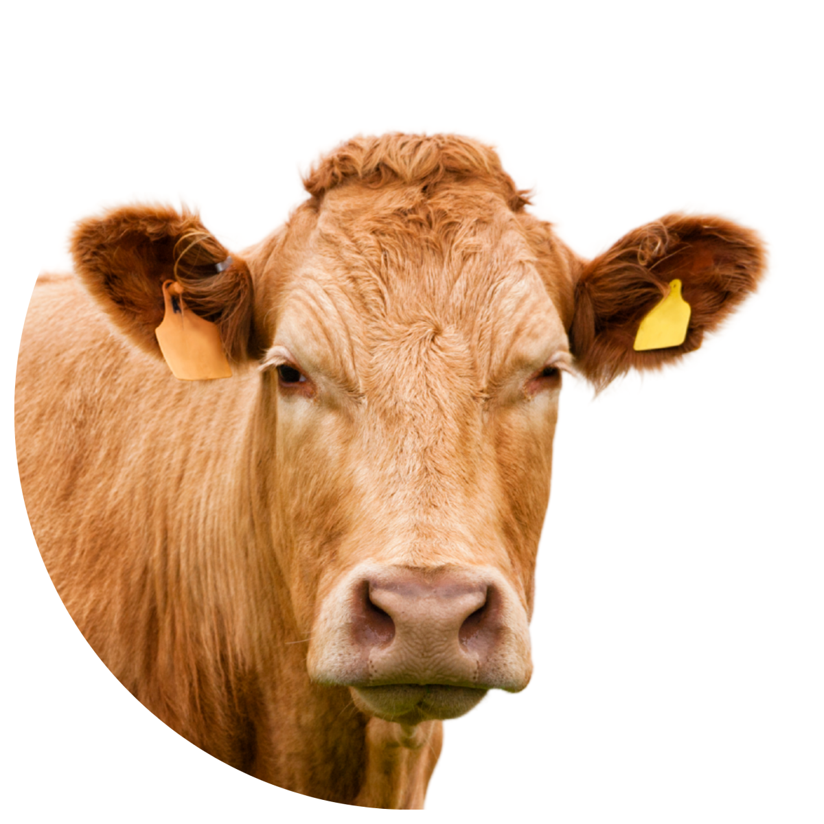 Farm Animals