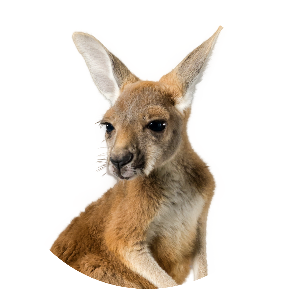 Wildlife