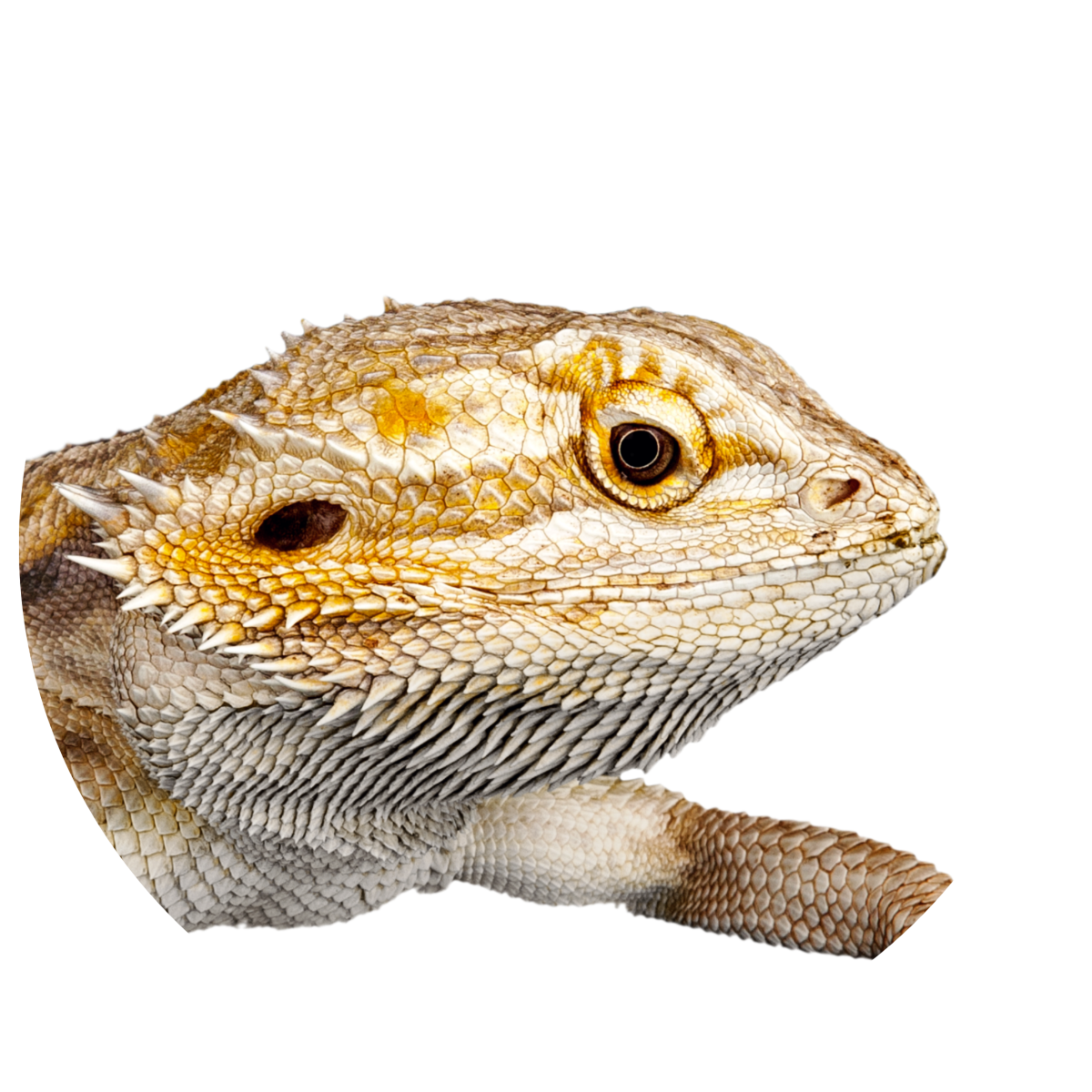 Reptiles