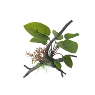 Amazon Jungle Anubius Span Plant on Branch 26cm