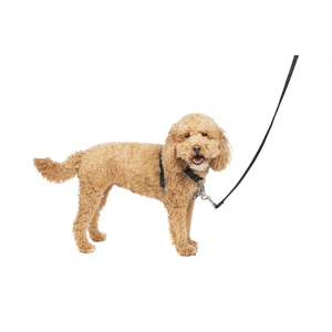 Petsafe 3 in 1 Harness & Car Restraint Small