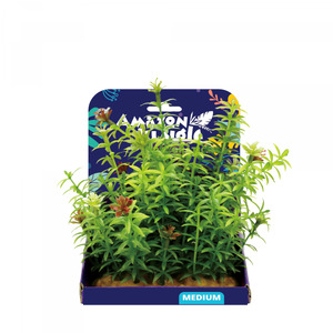 Amazon Jungle Anacharis Display 15cm