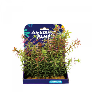 Amazon Jungle Red Anacharis Display 15cm